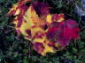 Autumn Leaf