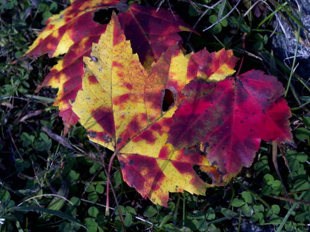 Autumn Leaf