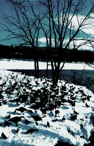 Bruegel at Briant Park