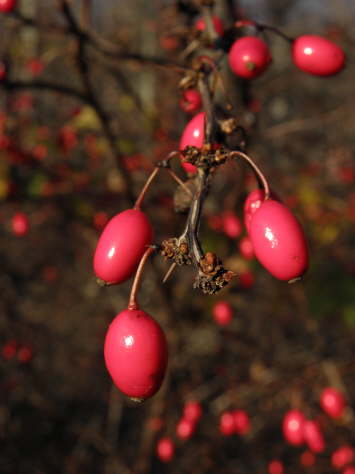 Fruits of Paradise