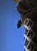 Gargoyles Don't Cry