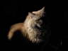 King Kat