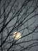 Moon Lace