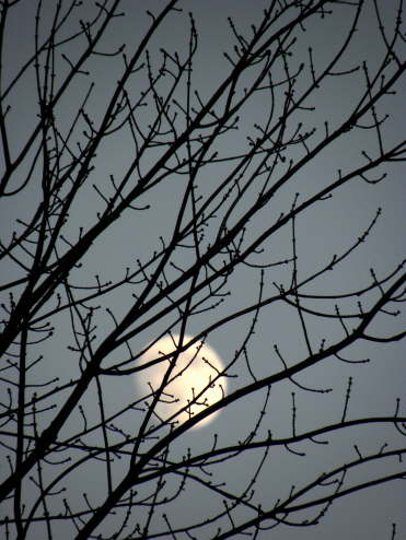 Moon Lace