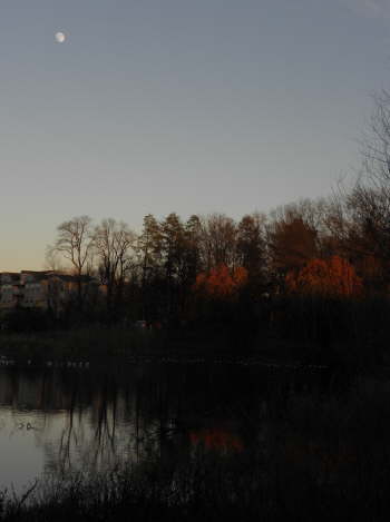 Moon over Briant Park