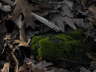 Moss