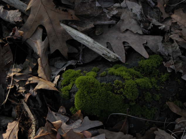 Moss