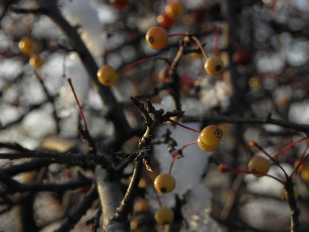 Snow Fruit