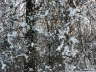 Snow Lace