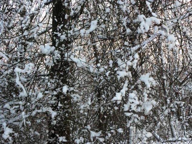 Snow Lace