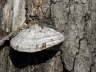Timber Shell
