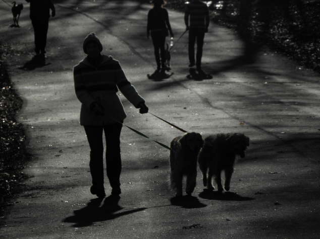 Walking the Dogs